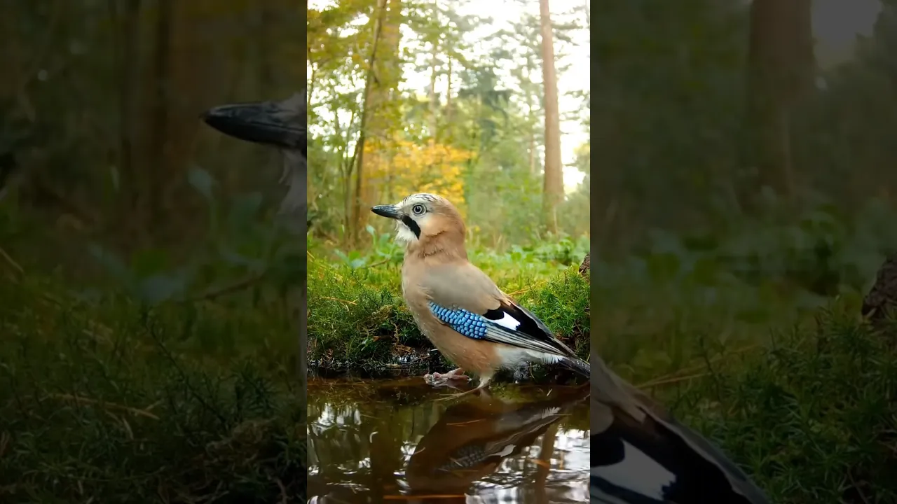 Eurasian Jay 🐦 #viral #birds #animals #fyp #fpy #fypシ゚viral #shorts #reels #jay #eurasianjay 💙🤎
