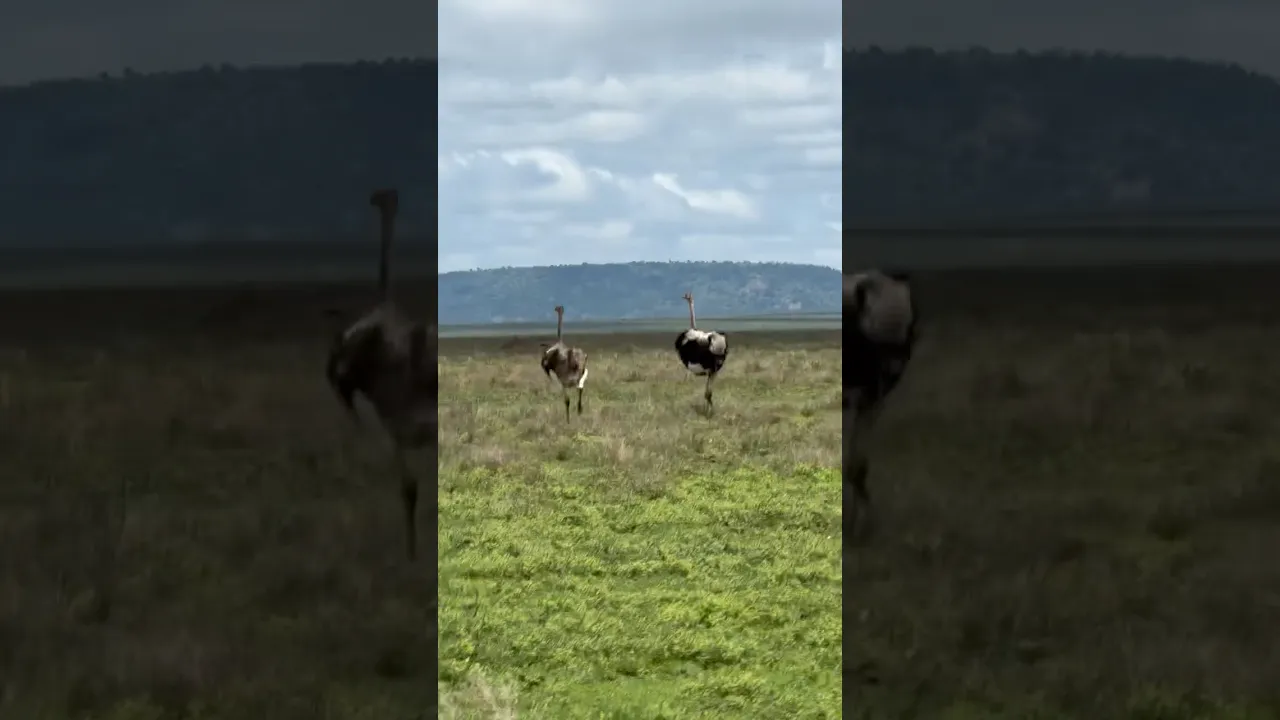 Ostriches 🤎🖤 #animaux #viral #nature #animals #wildlife #fyp #ostrich #autruche #shorts #birds