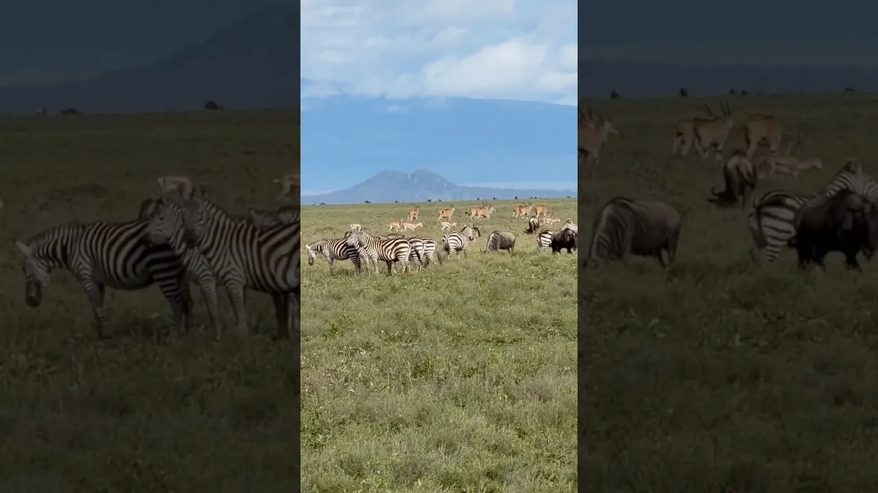 Wildlife aggregation #animaux #viral #nature #animals #wildlife #fyp #animalfacts #animauxsauvages