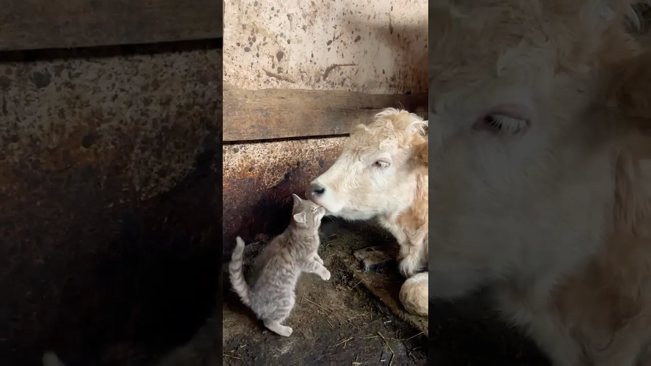 ❤️🐈🐮 #cat #babycow #cow #shorts #animals #animaux