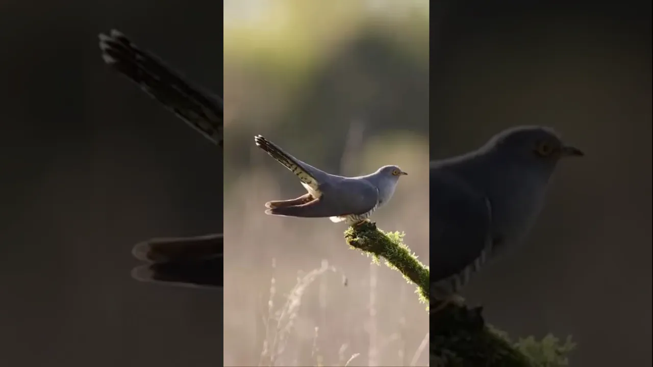 Listen to the cuckoo, no music, pure nature. #cuckoo #shorts #viral #fyp #animaux #animalfacts