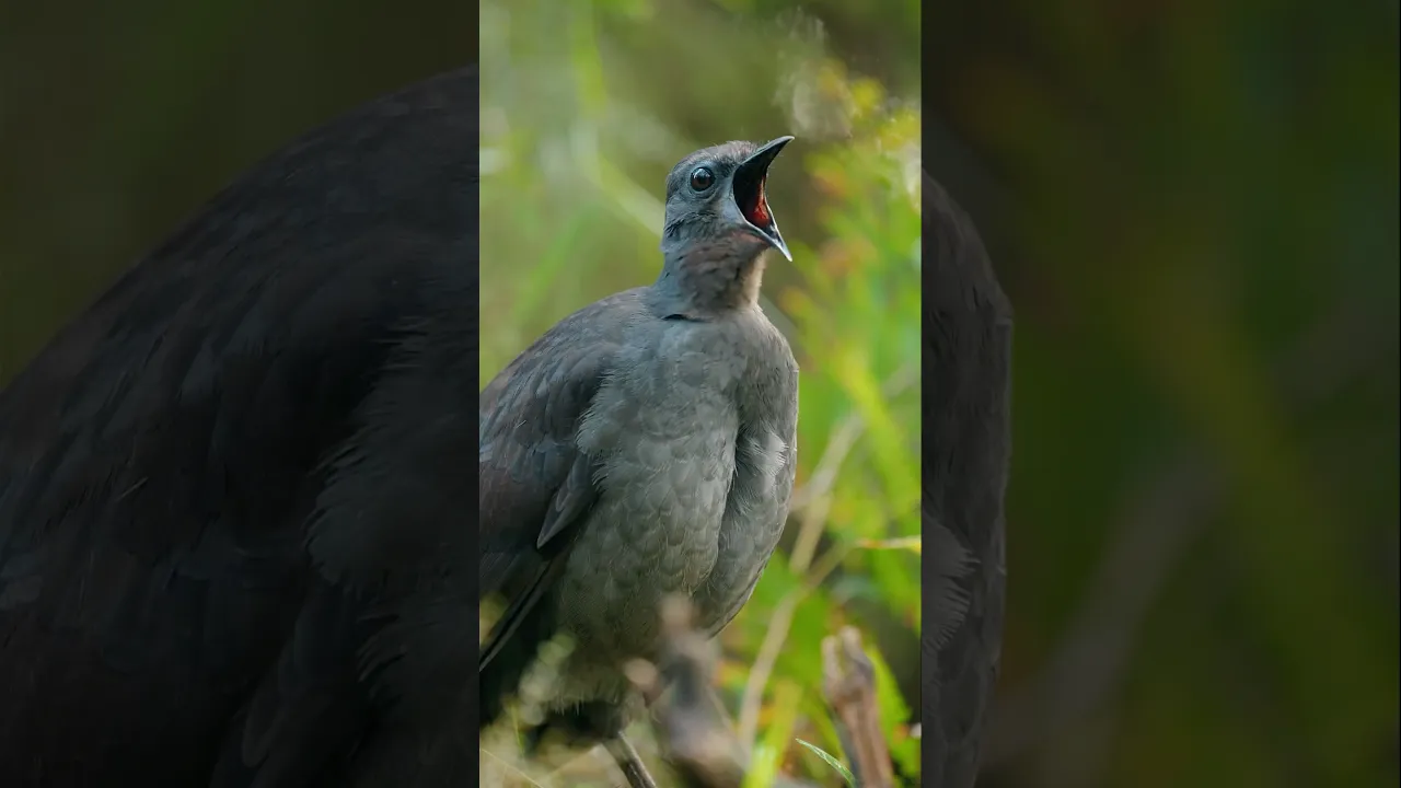 Bird sound 🐦🔉 #viral #animals #birds #wildlife #nature #fyp #lion #naturelovers #shorts #reels 🩶
