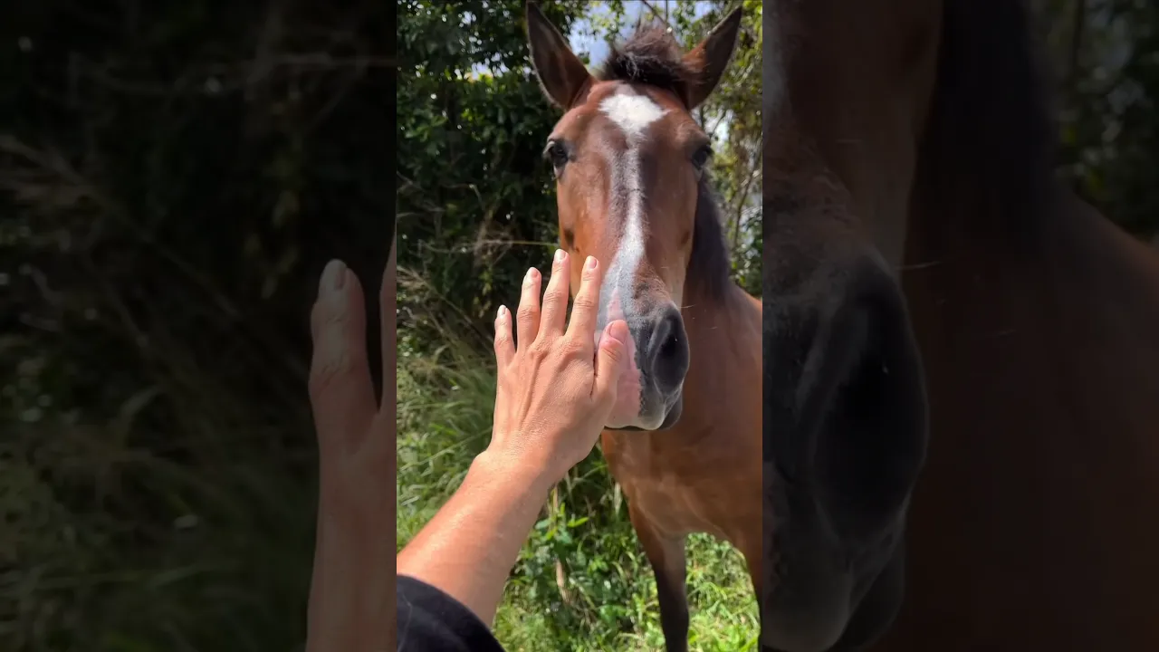 🐎🤎🤍 #viral #horse #friendly #friends #wildlife #animals #lion #nature #cheval #shorts #fyp #reels