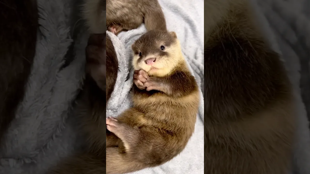 Can you handle this level of cuteness ？ 🤎 #otter #shorts #animals #cuteanimals #zoo #sea #memes