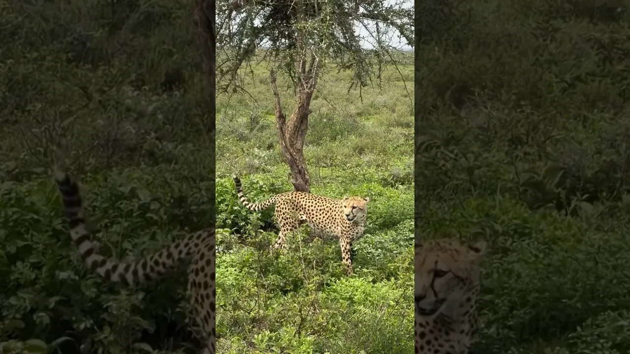 Cheetah #viral #animaux #nature #animals #wildlife #fyp #shorts #trending #cheetah #jungle 🤎
