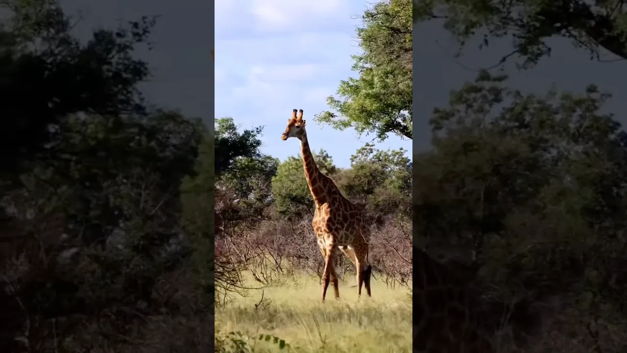 Giraffe 🦒🧡🤍 #viral #giraffe #fyp #animals #wildlife #safari #africa #foryou #trending #shorts 🤎