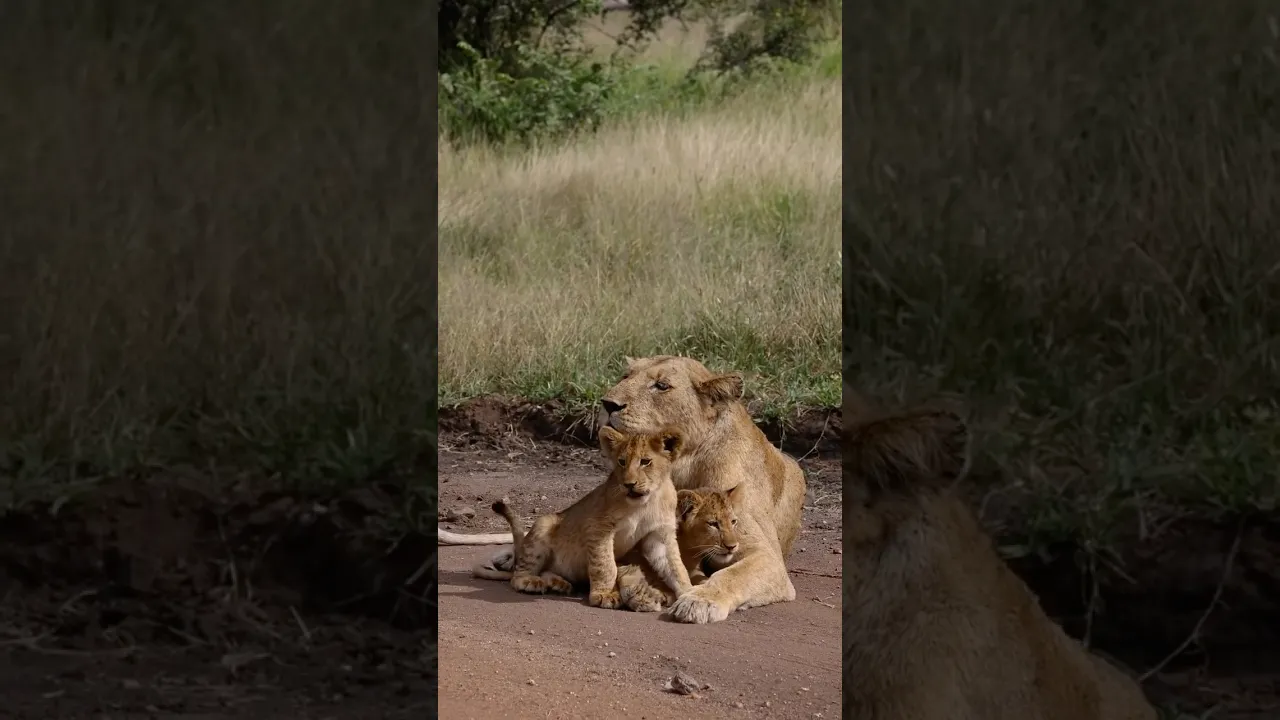Quiet moments like this never get old…. ✨ #wildlife #viral #animals #lion #fyp #foryou #lioness 🤎