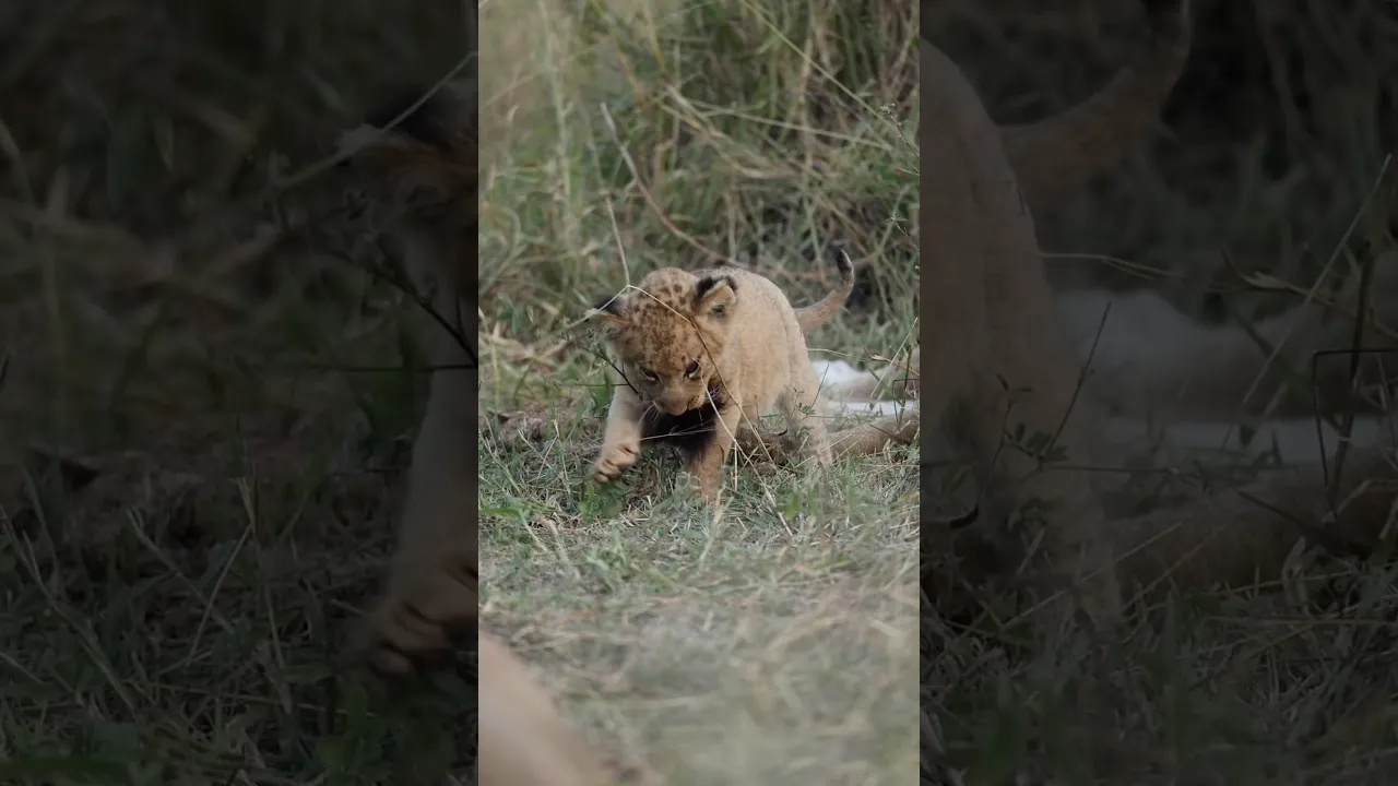 🦁 This Lion Cub Found the Perfect Toy： Mom’s Tail! #viral #wildlife #lion #animals #safari #nature
