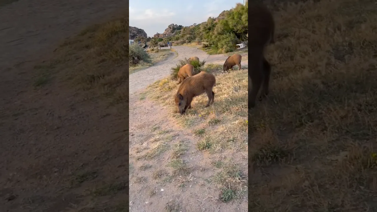 Wild Boars 🐗 #viral #wildlife #fyp #sangliers #wildboar #animals #reels #shorts #safari #foryou 🤎