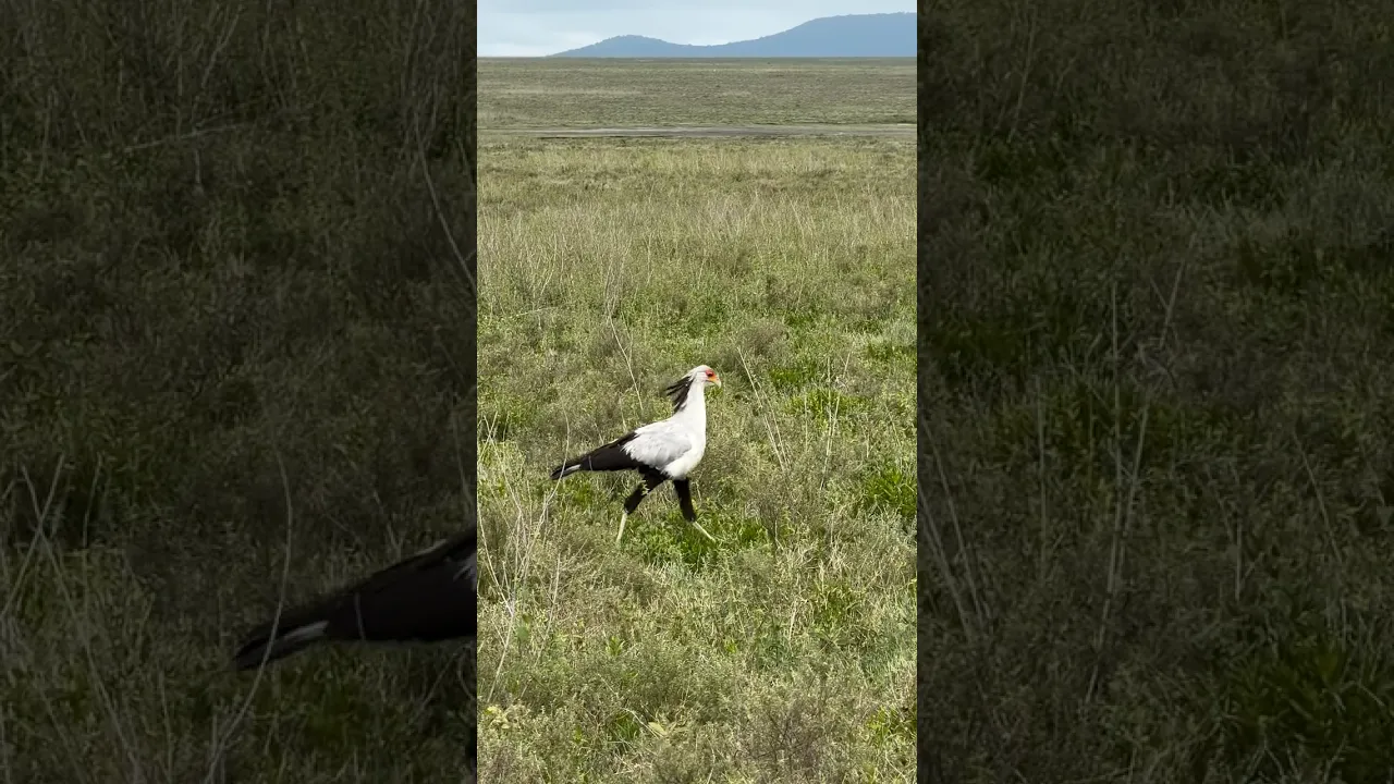 Secretary Bird #animals #birds #shorts #viral #trending #fyp #nature #animaux #wildlife #birdlovers