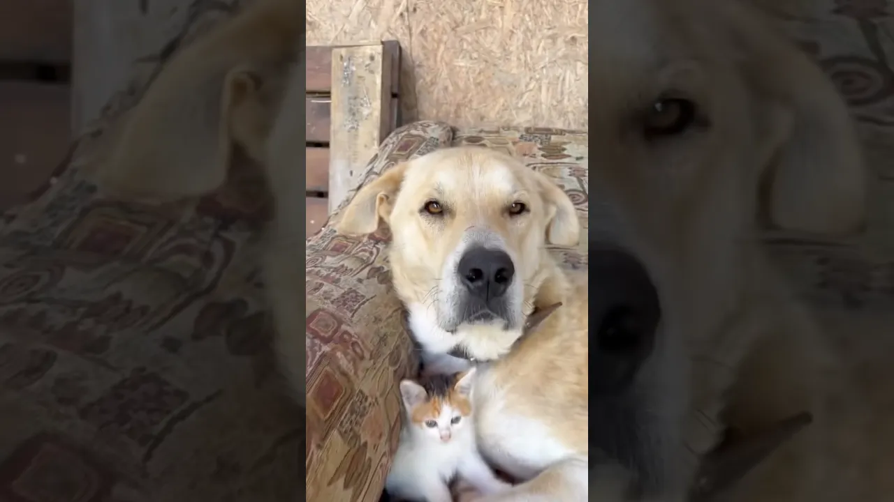 This Is Love. 😻❤️ #viral #animals #cute #cat #dog #fyp #fypシ #fpy #shorts #reels #foryou 🐱🐶❤️