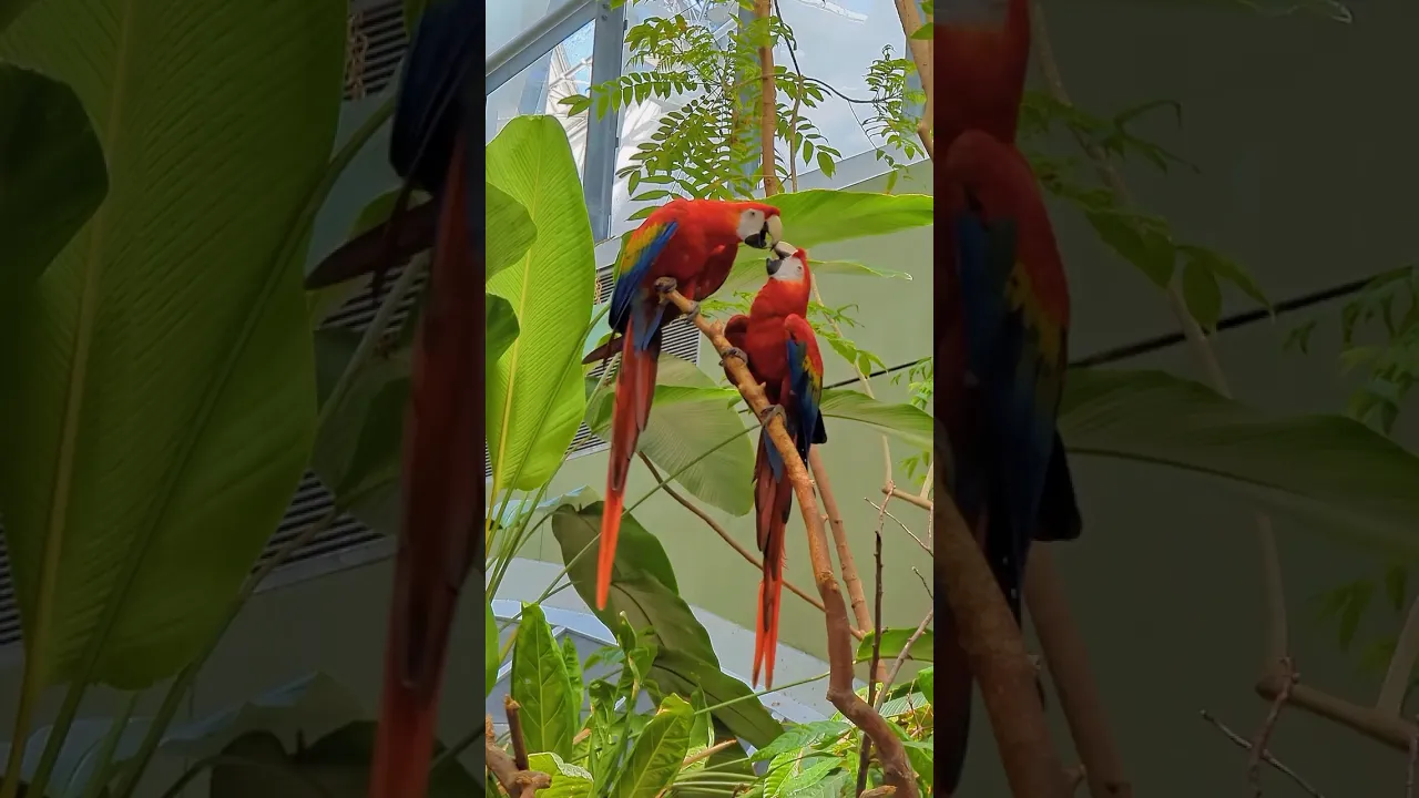 Perroquet Ara Rouge 🦜 #cinematic #cinematography #naturefilm #parrot #shorts #youtubeshorts #short