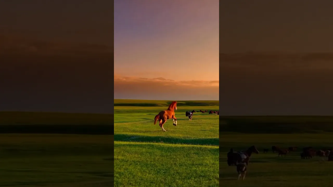 La magnificence des chevaux sauvages 💖🐎 #music #nature #sunset #wildhorses #shorts #cheval #horse