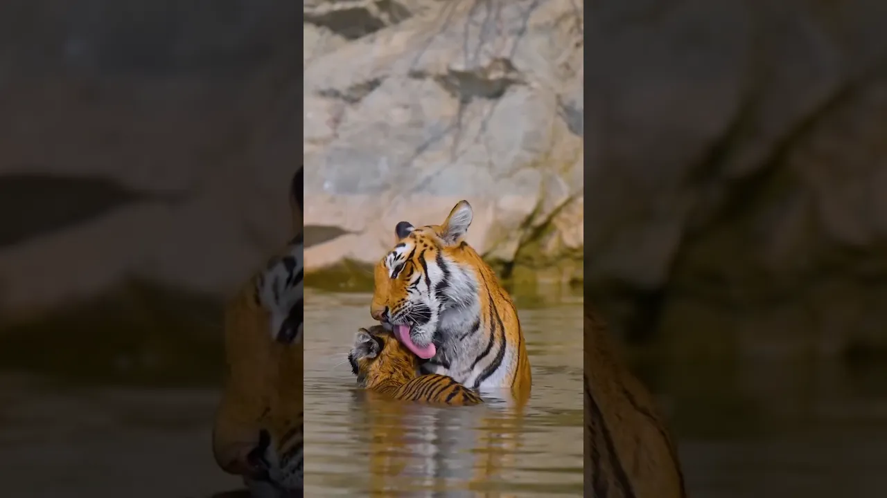 🐯 Not All Tigers Are Fierce… Watch This ❤️ #viral #tiger #fyp #reels #shorts #shortvideo #lion 🐅🧡