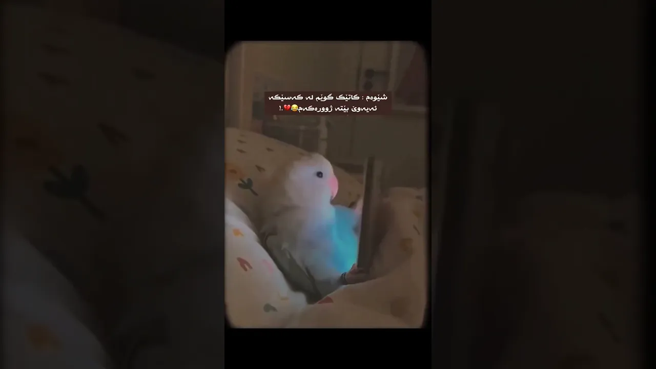 🤣🦦d