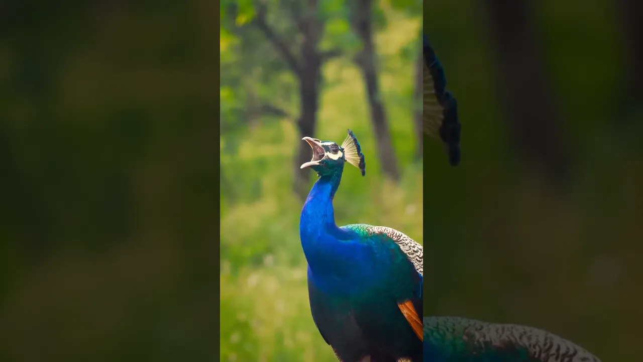 Cri du Paon 🦚🔉｜ That sound isn’t noise … it’s magic ❤️. #viral #wildlife #animals #peacock #fyp 🦚