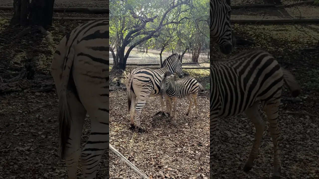 Watch This Baby Zebra Stay Close to Mom! 🥹🦓 #Shorts #viral #wildlife #animals #nature #fyp 🤍🖤