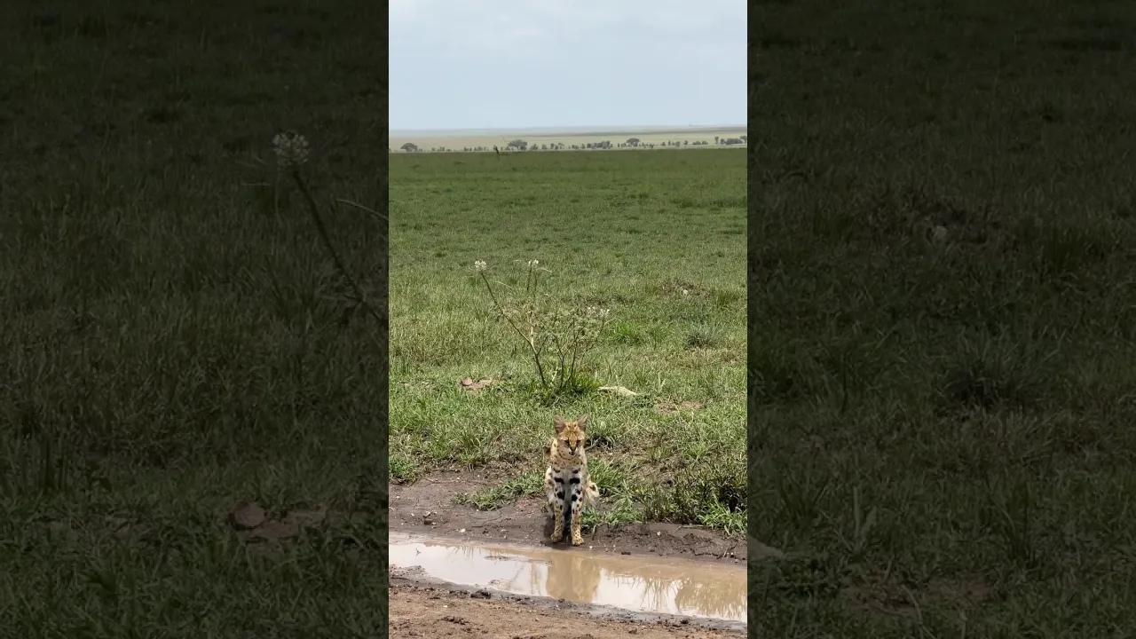 Serval #viral #animals #wildlife #servalcats #wildanimals #animaux #nature #fyp #shorts #trending 🤎