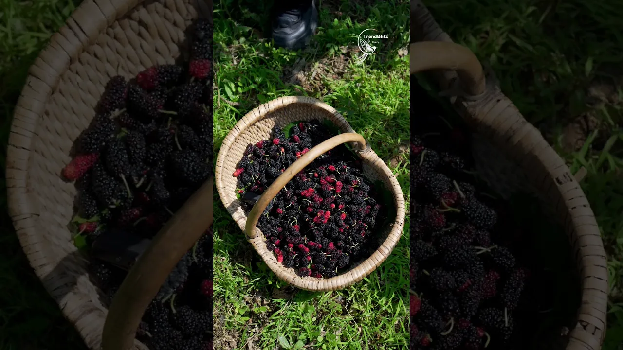 Handmade Mulberry Jam from Fresh Tree Fruit ｜ Sweet Rural Summer Tradition