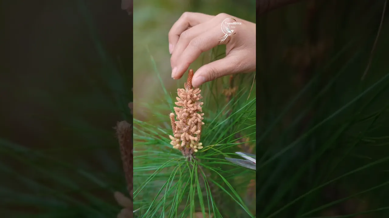 Pine Pollen Cake Journey： Ancient Rural Food Tradition to Modern Organic Delight