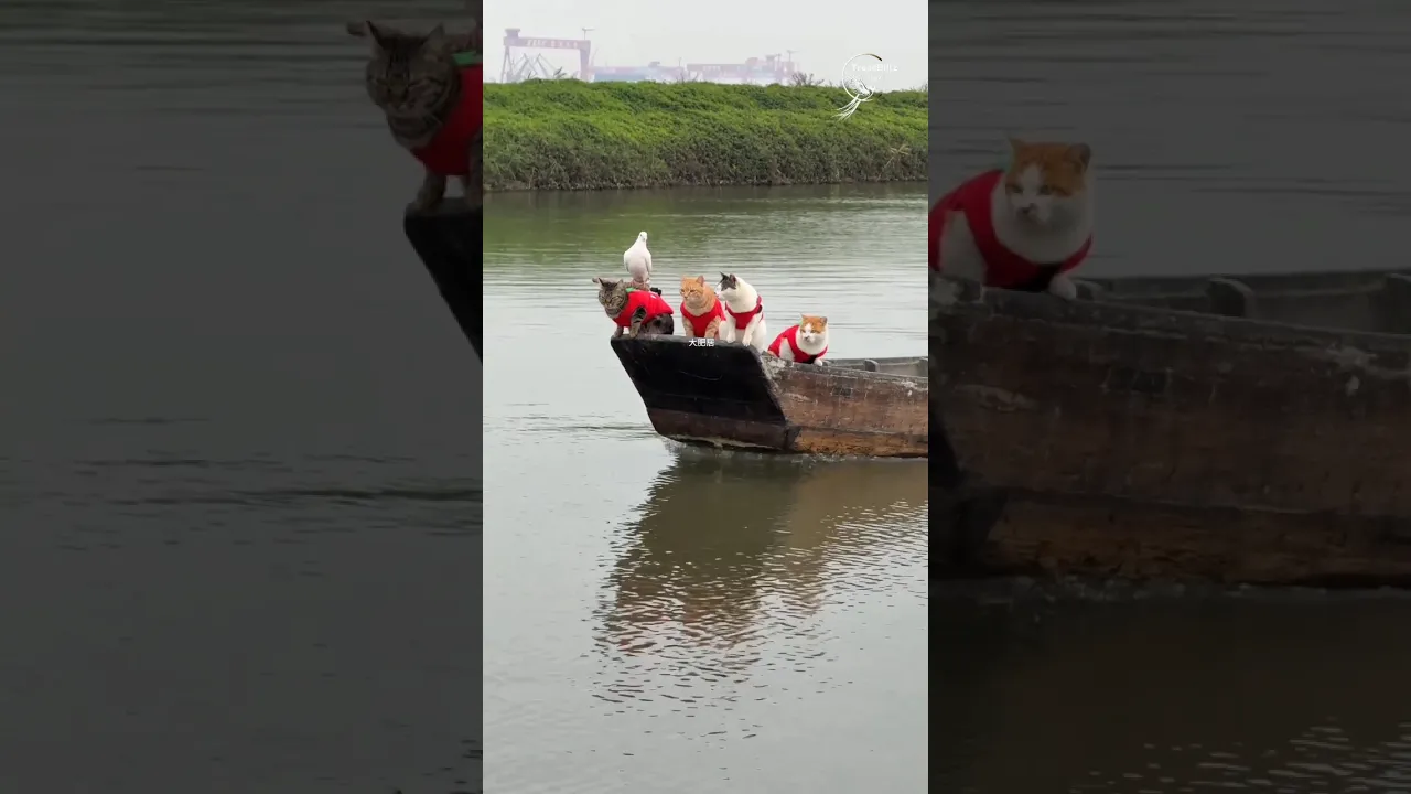 On a Silent River, a Fisherman, Cats, and a Dove Share an Unlikely Peaceful Moment