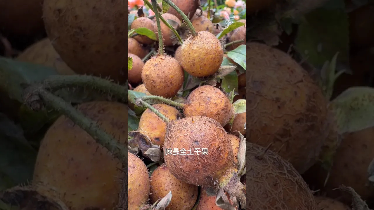 How to Make Natural Prickly Pear Enzyme at Home ｜ Organic Garden DIY Process