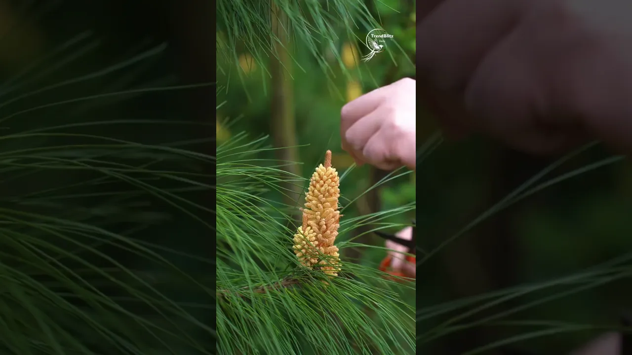 Pine Pollen Flower Cakes 🍃 Sweet Mountain Recipe Inspired by Grandma’s Tradition