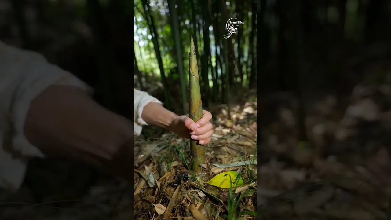 Three Delicious Bamboo Shoot Recipes ｜ Fresh Harvest, Hand Peeled & Traditional Cooking