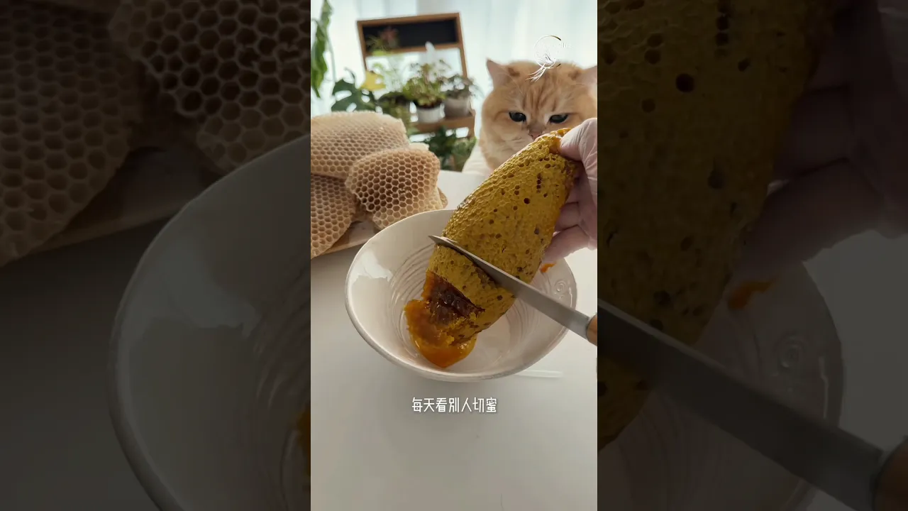 DIY Beeswax Paper & Lip Balm 🐝 Natural Honey Infused Handmade Skincare Craft