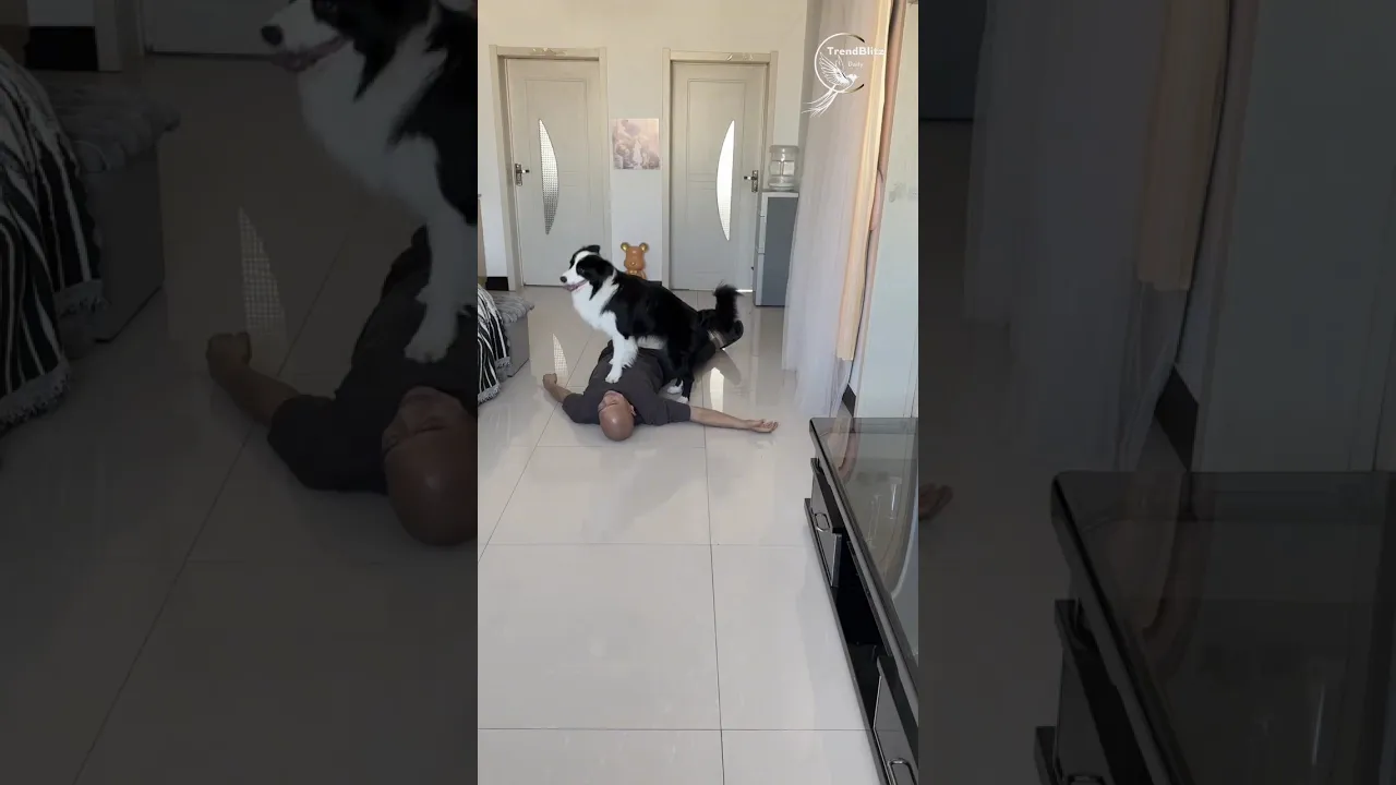 Border Collie Intelligence Revealed 🧠 ｜ Smart Dog Training, Behavior & Amazing Tricks