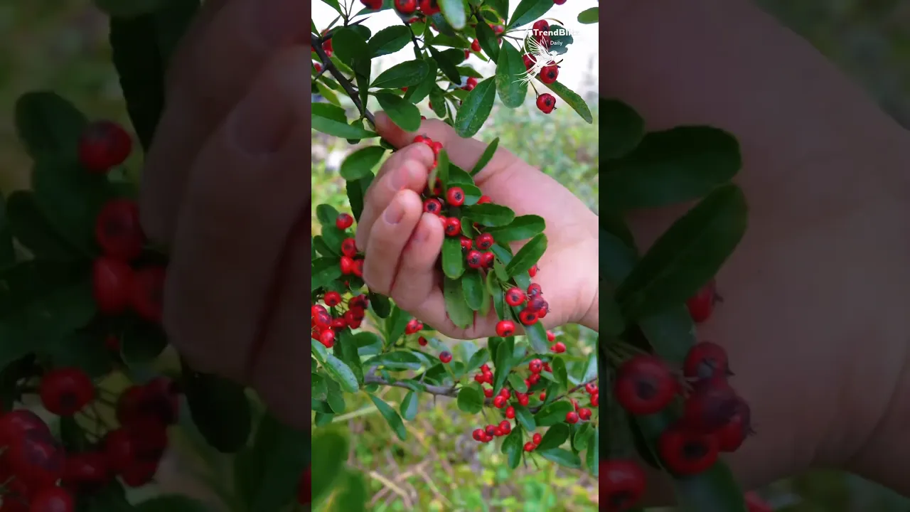 Sweet After the First Frost： Harvesting Red Mountain Berries for a Delicious Homemade Treat