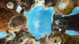 فیلمی دۆبلاژکراوی کوردی مەڕە لێکۆڵەرەکان 🔥 The Sheep Detectives 2026 BluRay HD 🔥