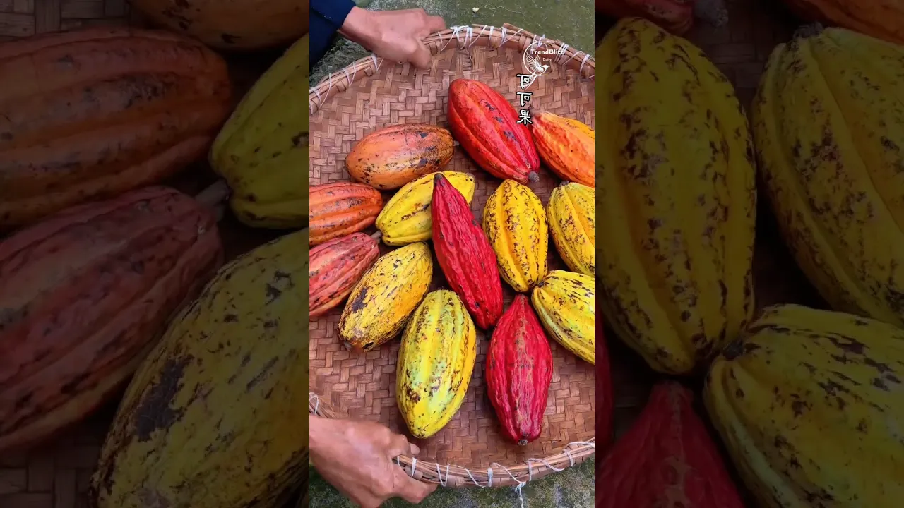 From Cocoa Bean to Chocolate Bar 🍫 Amazing Traditional Processing & Handmade Factory Journey