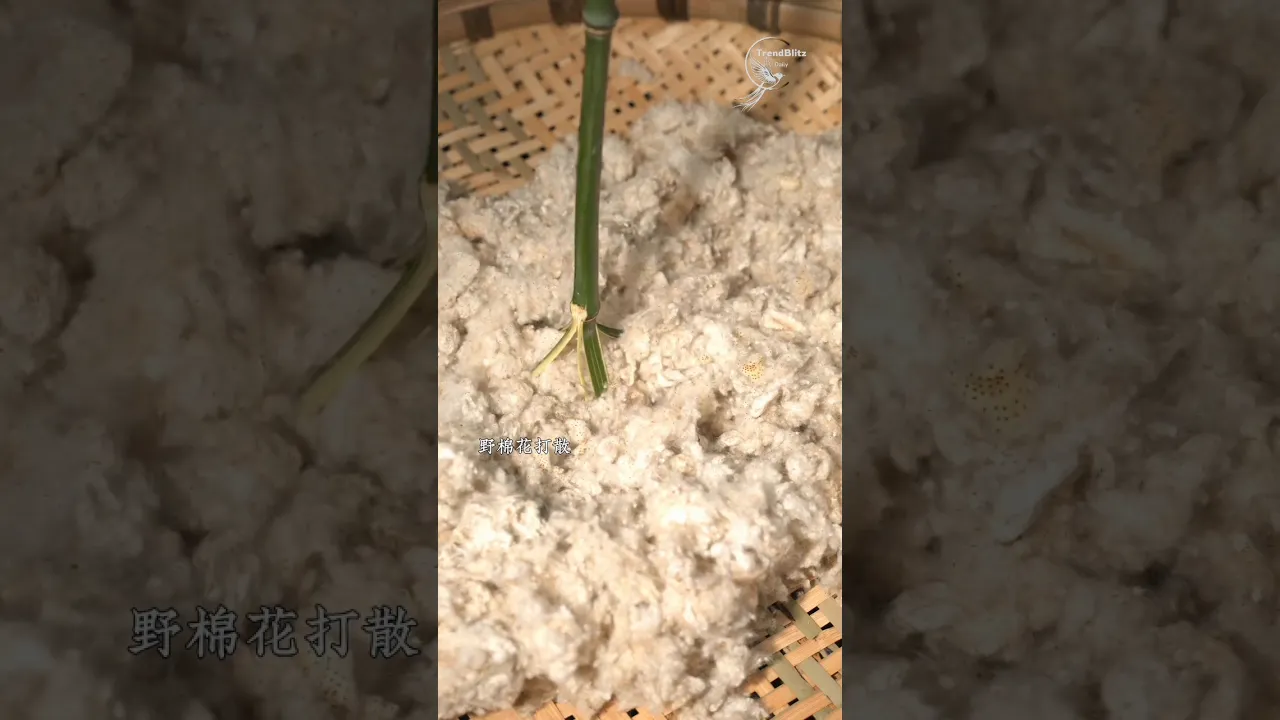 How Wild Cotton Helped Communities Survive Food Crises ｜ History, Sustainability & Knowledge