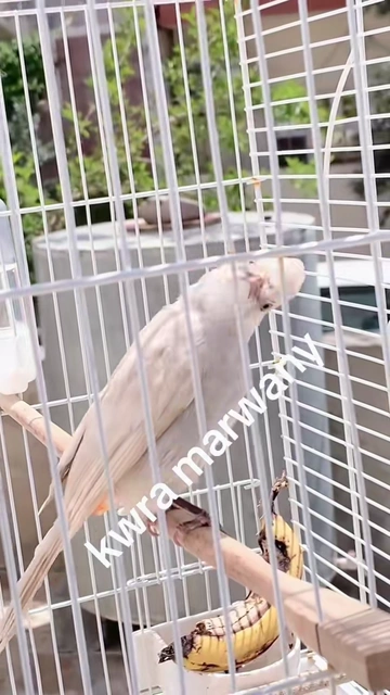 بالنده