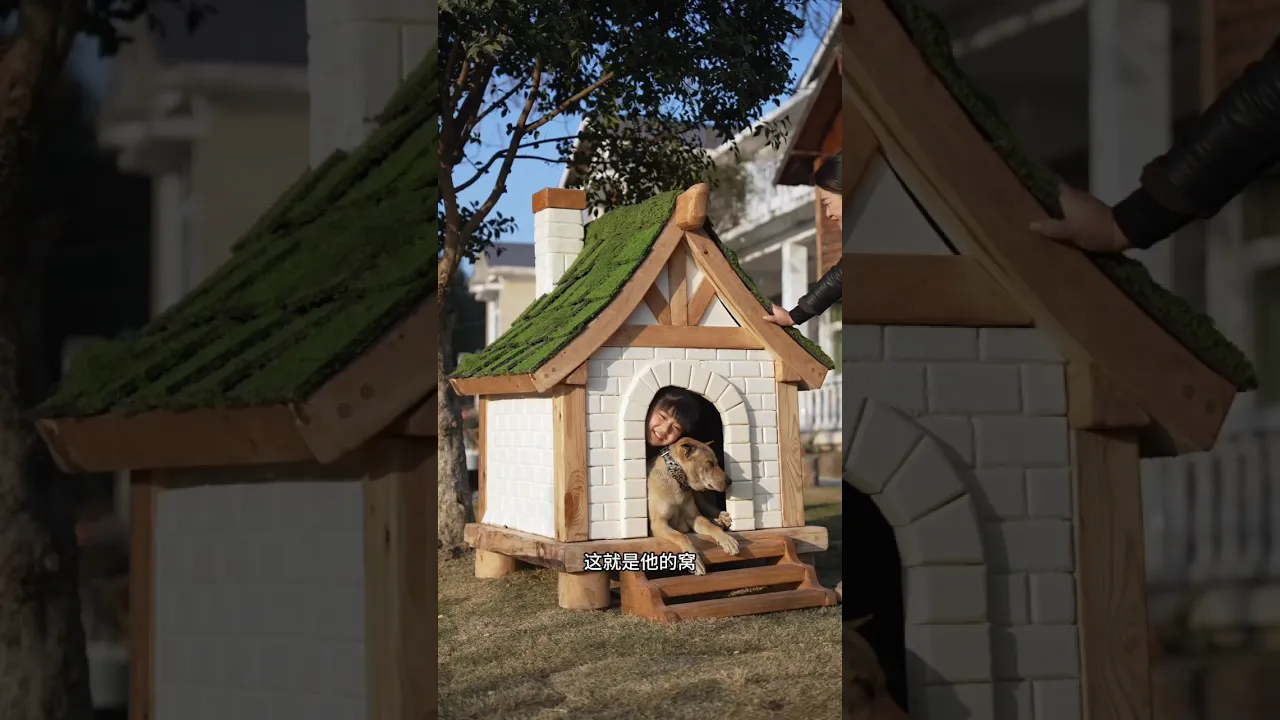 I Built a Cozy Doghouse for Dahuang—Family Fun Turns Into a Playful Surprise at Home
