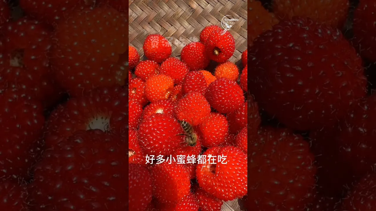 Traditional Penglai Fruit Brandy Process ｜ Natural Fermentation & Oak Aging